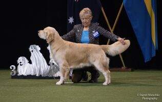 Aust Grand Champion Bicklewood Goodwill Hunting
