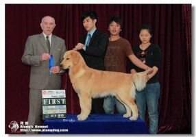 Eisee hengli of Yue Ming Kennel