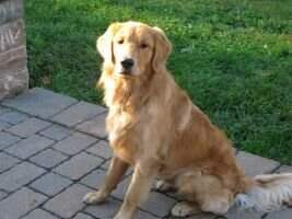 Sunfire's Max Oakes Sunfire's Max Oakes