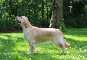 Pl Ch Rathcloon Hunter in Pink for Berrymeade SGWC