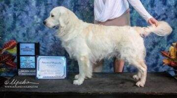 UCI Nat & Hnr CH Louies Arctic Gold