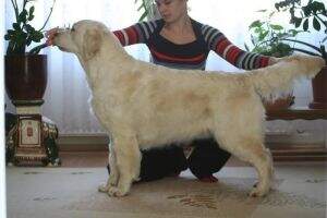 HCH, SrbCH, RoCH, RoGrandCH Pearl of Hunters Stormy Love