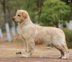 P Daisy of Xing Yuan Kennel