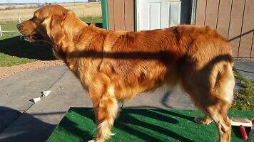 HRCH UH Gold Eagle's Gigawatt Girl CCA