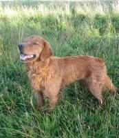 Lish's Alice The Great Lish's Alice The Great
