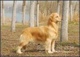 Elsa of Huang Jin Ben Ben Kennel