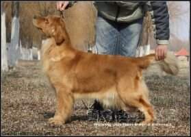 Elsie of Huang Jin Ben Ben Kennel