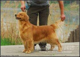 Eileen of Huang Jin Ben Ben Kennel