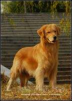 Elvis of Huang Jin Ben Ben Kennel