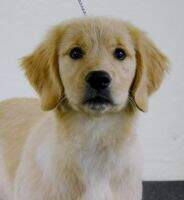 Natl UKC CH Magnolia's Wish I May CGCA CGCU Natl UKC CH Magnolia's Wish I May CGCA CGCU