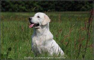 Dudley's Golden Agent Scrabble