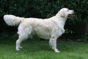 Dudley's Golden Agent Leroy