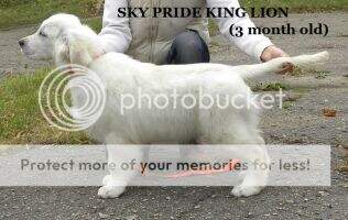 Sky Pride King Lion