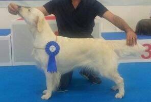 MD CH, RSM CH, GE CH, AZ CH Laracroft Stargolden