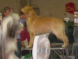 Del rey ursus ursus golden von vurcan CAC Del rey ursus ursus golden von vurcan CAC