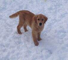 Golden-B-Bear just A Little Chewchew