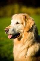Topbrass Golden Boy Brinkley