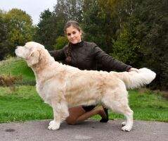 C.I.B. C.I.E. MultiJCh GrandCh Vet. Ch Iker du Bois de la Rayere Czech Club Winner 2016 Crufts Qualified for life