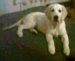 I Love You Christina de Moinho do C?u