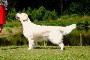 CIE EE CH LT CH EE&LV&SI&ME BALT Gypsy's Soul Rosemary CIE EE CH LT CH EE&LV&SI&ME BALT Gypsy's Soul Rosemary