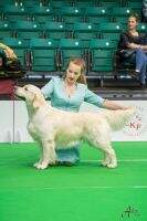 CIB CIE EST V CH LV CH LT CH BALT CH EST LV LT BALT RUS BLR CH RUS CH HR CH Gypsy's Soul Rambutan Qualified on the field