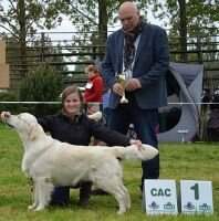 CACT Oliver Watterloo Jr. Artemis Gold *U*Universal dog