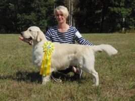 CZ Ortis Artemis Gold *U* Universal dog
