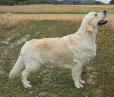 Oro de Monty Artemis Gold