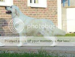 EJW CH Evidog SORBON