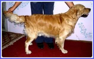 Ch. Srb. Axel (Dony) (HAJNAL STAR)