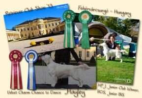 HSCh. HJCh. Velvet Charm Chance to Dance Hungarian Junior Club Winner '13 HSCh. HJCh. Velvet Charm Chance to Dance Hungarian Junior Club Winner '13