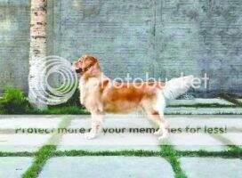 CH.PUPPY CHASSE G AT GRANDGOLDENMASTER KYRA