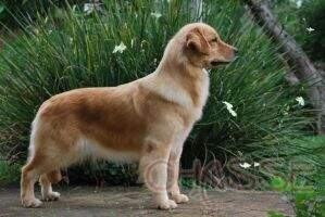 Chasse D Fama