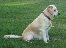 Crescent Valleys Princess Tia