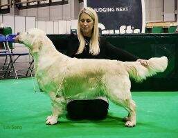 Linirgor Luv Song JW at Crufts 2016