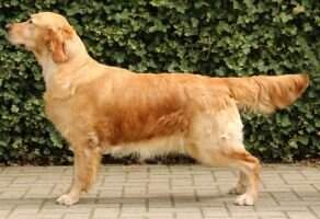 Naughty But Nice v.'t Keijsershof