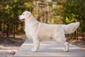 CIE LVJCH LV LT EST BALT CH BLR CH SE U(u)CH Milbu Snow Bank Latvian TOP Show Golden Retriever In Latvia 2014