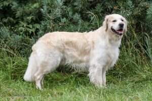 Zinja's Golden Granny's Giacomo Puccini