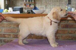 Mendel (son of Idaho de Menufays)