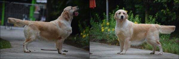 Bessies Dance to Glory
