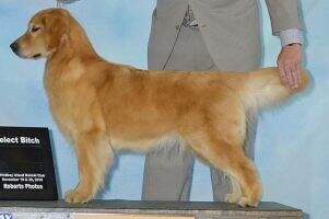 Harmony's SweetGold Perfection Harmony's SweetGold Perfection