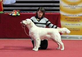 Ch.LT-EE, JCh.LT-LV PERDITA Rozmachany Ogon