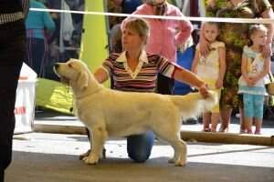 RUS Club CH RUS Club Snow Fair Tail iz Stolitsy Urala RUS Club CH RUS Club Snow Fair Tail iz Stolitsy Urala