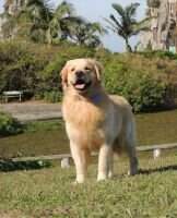 Oliver Greece Oliver's Kind