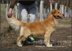 Mac Calvin of Huang Jin Ben Ben Kennel