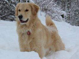 Royal River's Abel Romeo TKP CGCA TDCH