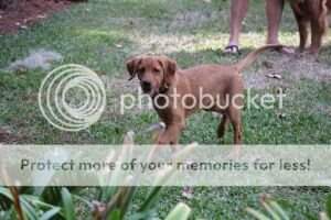 Topbrass Trixie Belden