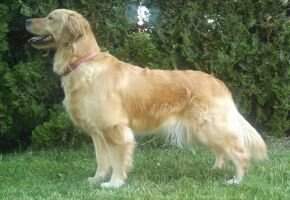 Midas Daisy Honey
