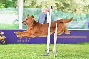 3 Sand Dancer's Ison Sun Grazer MXG MJG CCA DJ CGCA CGCU