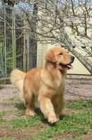 ChF. ChBr. GrChBr. ChPan. Duck's Lagoon Golden Friend Forever Lua